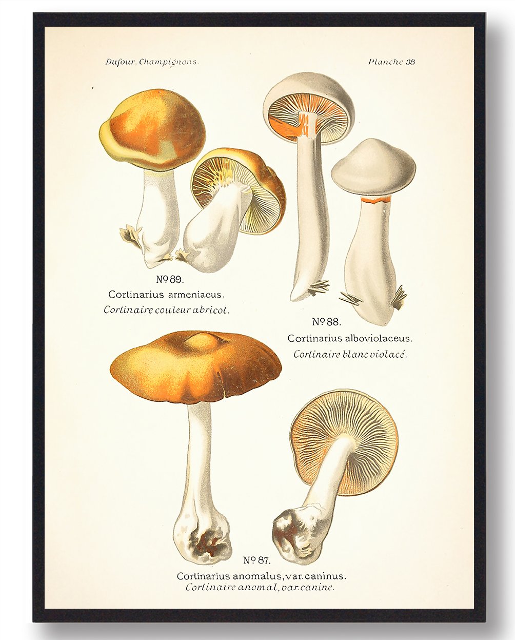 Abrikos-slørhat Svampe Plakat  Størrelse:   21x29 7cm  A4