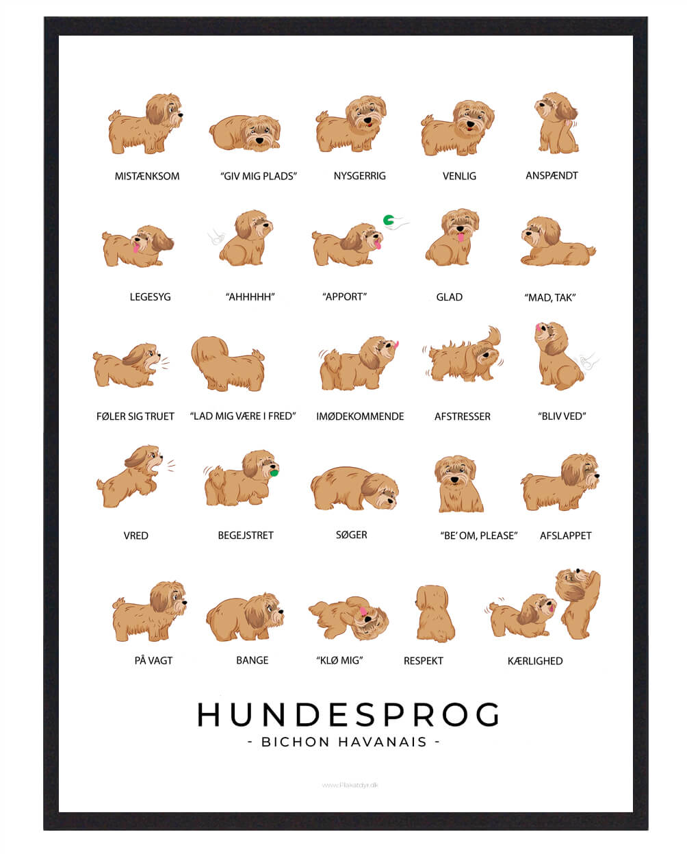Bichon Havanais Brun Hundesprog Plakat  Størrelse:   21x29 7cm  A4