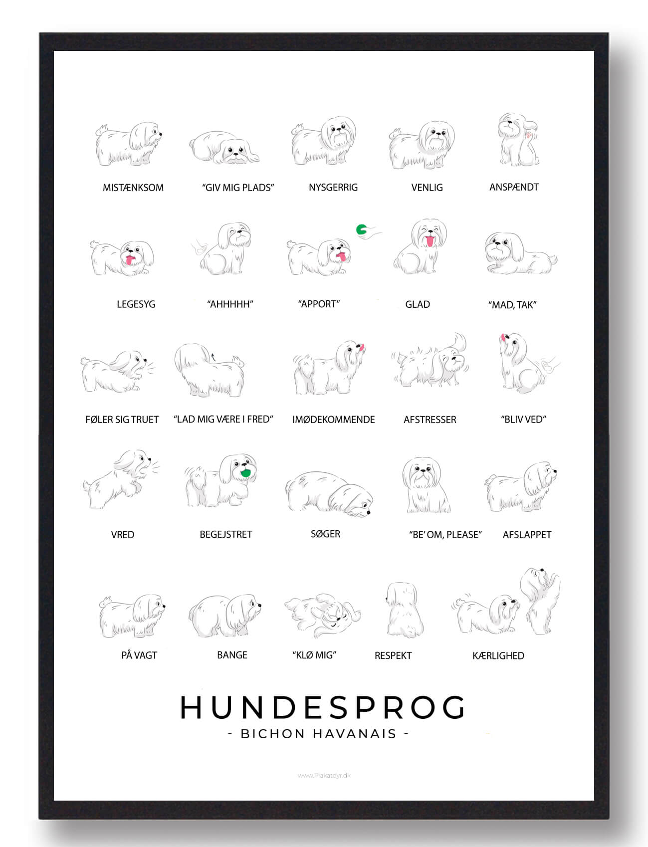 Bichon Havanais Hundesprog Plakat  Størrelse:   21x29 7cm  A4
