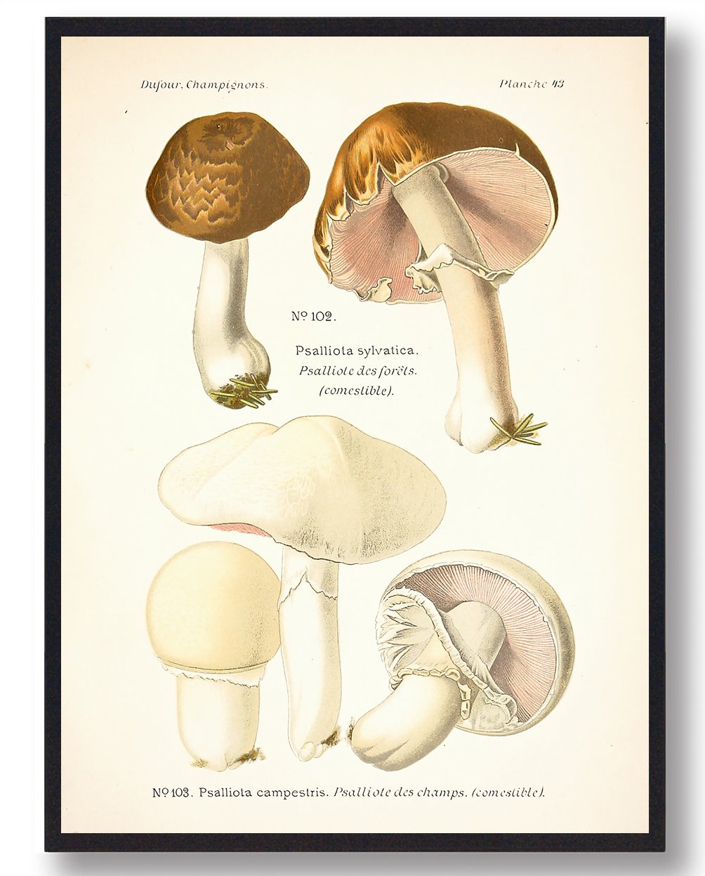 Blod Champignon Svampe Plakat  Størrelse:   21x29 7cm  A4