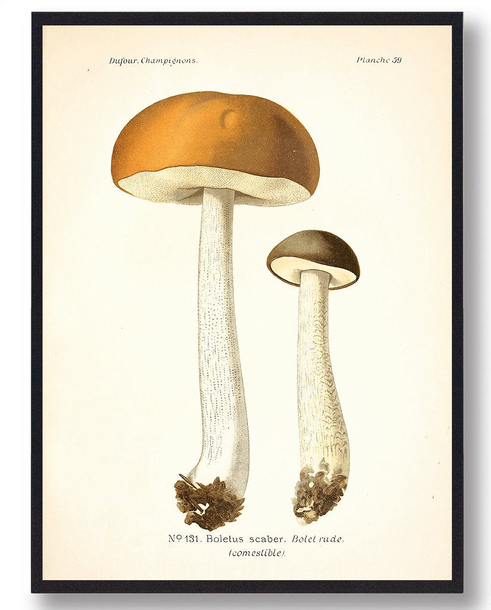 Brun Skælrørha Svampe Plakat  Størrelse:   21x29 7cm  A4