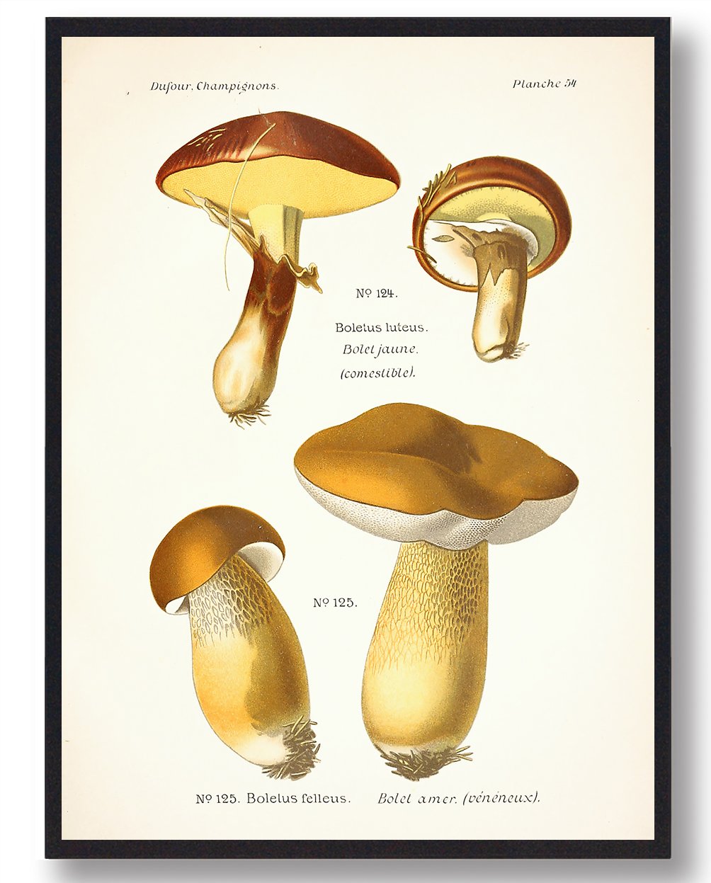 Brungul Rørhat Svampe Plakat  Størrelse:   21x29 7cm  A4