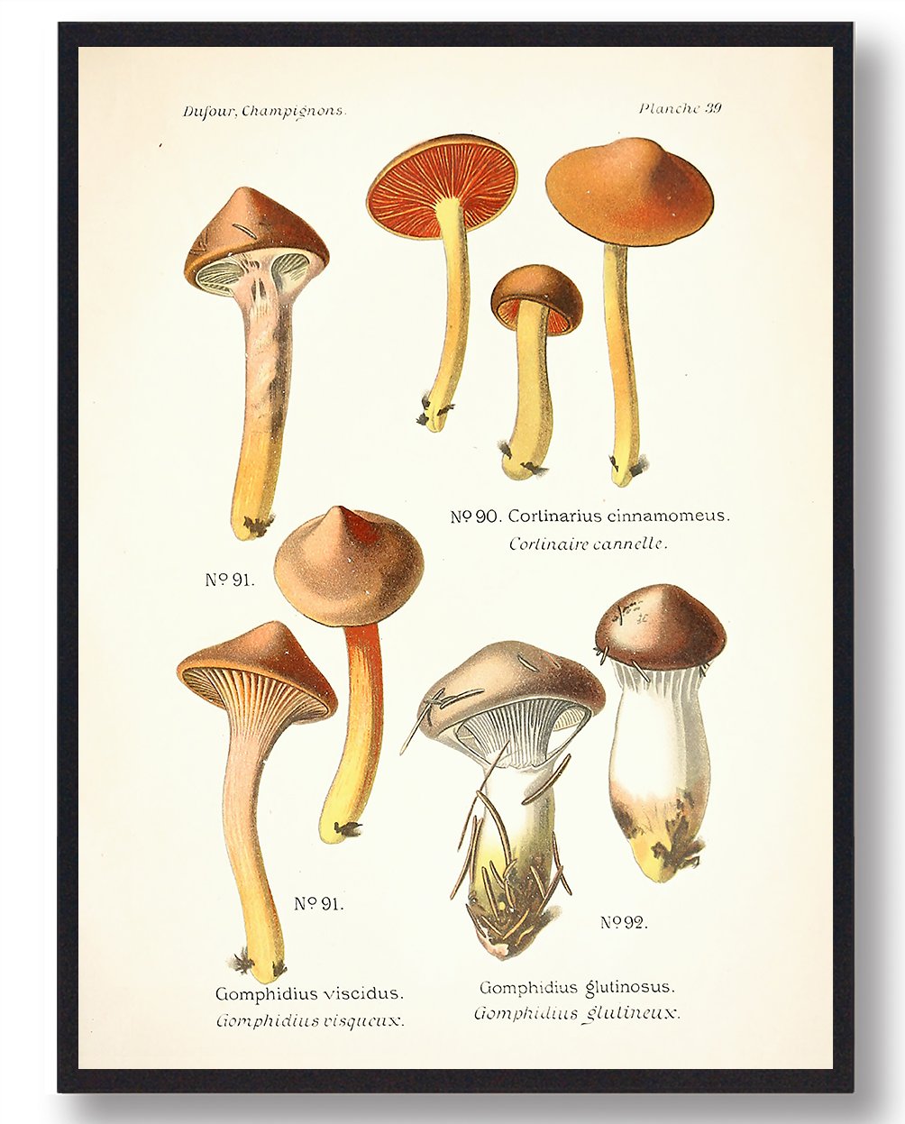 Brunrød Slimslør Svampe Plakat  Størrelse:   21x29 7cm  A4