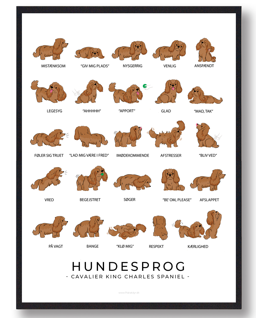Cavalier King Charles Spaniel Hundesprog Plakat  Størrelse:   21x29 7cm  A4