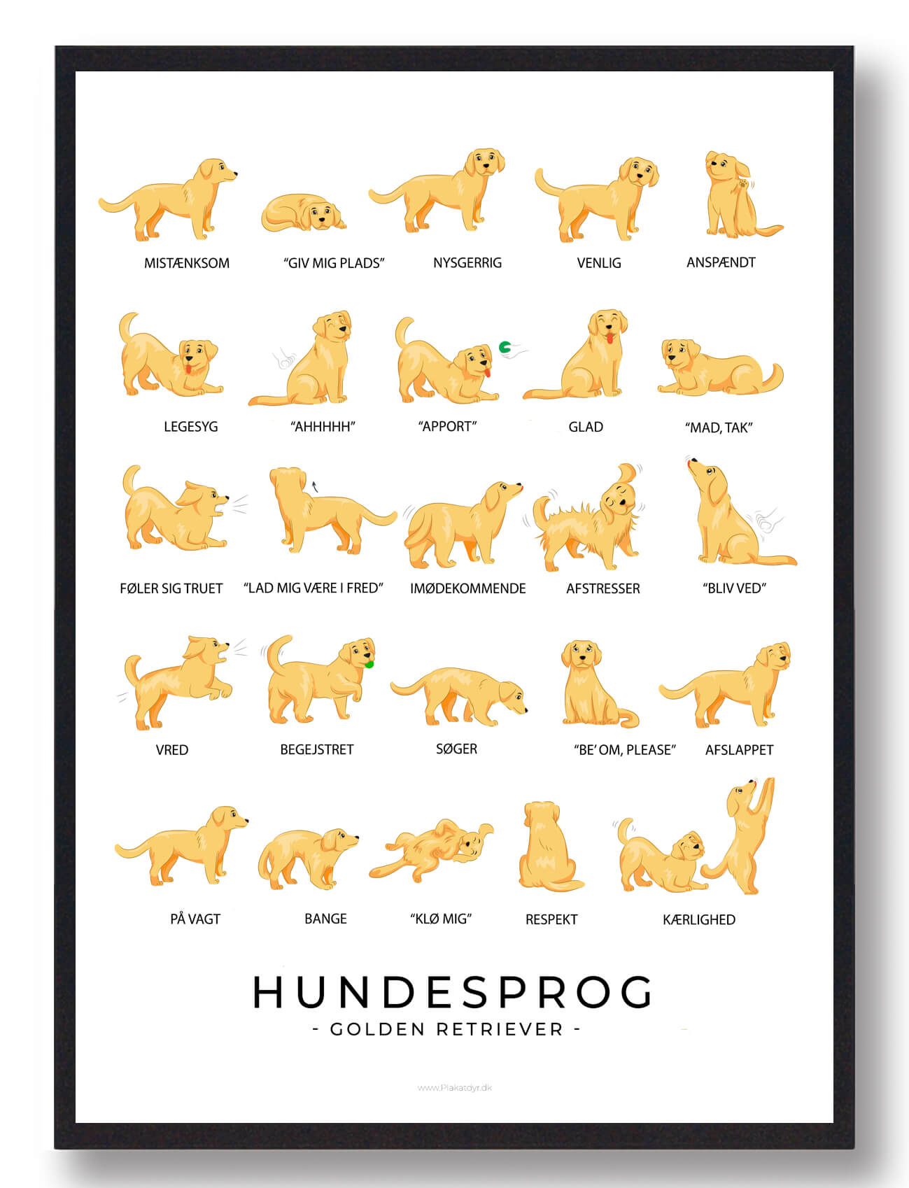 Golden Retriever Plakat Hundesprog  Størrelse:   21x29 7cm  A4