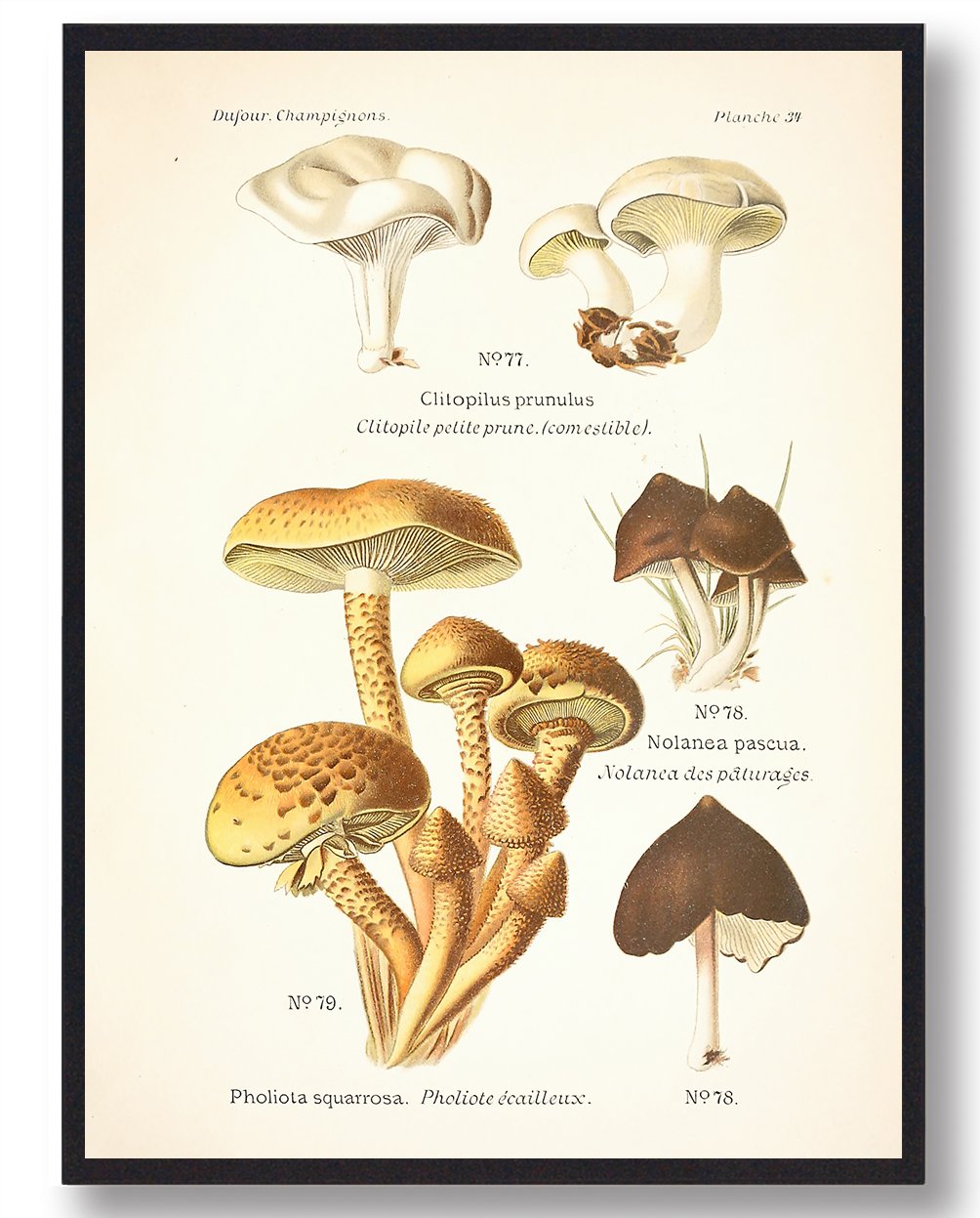 Gråhvid Melhat Svampe Plakat  Størrelse:   21x29 7cm  A4