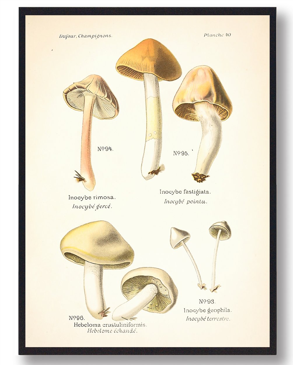Gulbladet Trævlhat Svampe Plakat  Størrelse:   21x29 7cm  A4