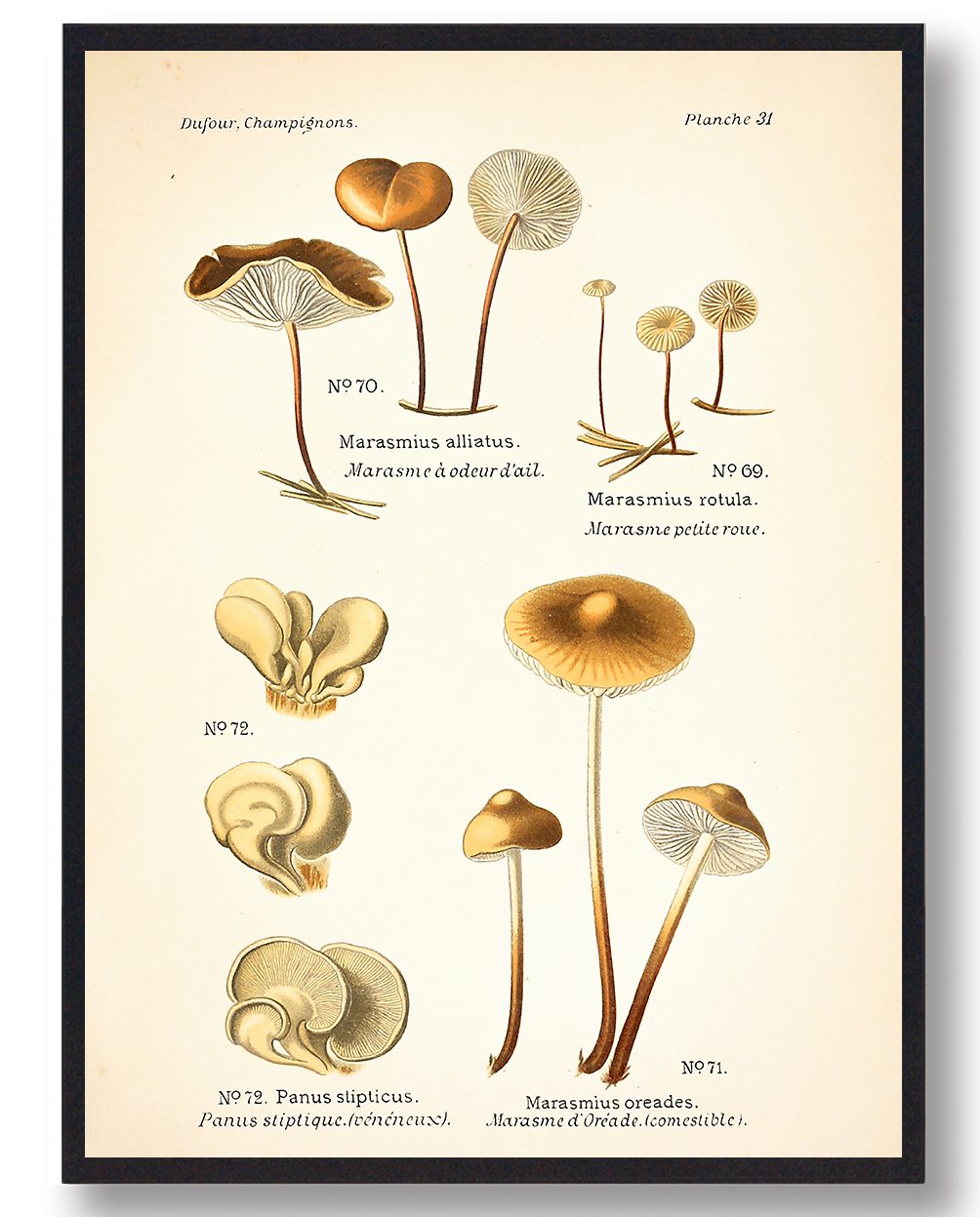 Hjul-bruskhat Svampe Plakat  Størrelse:   15x21cm  A5