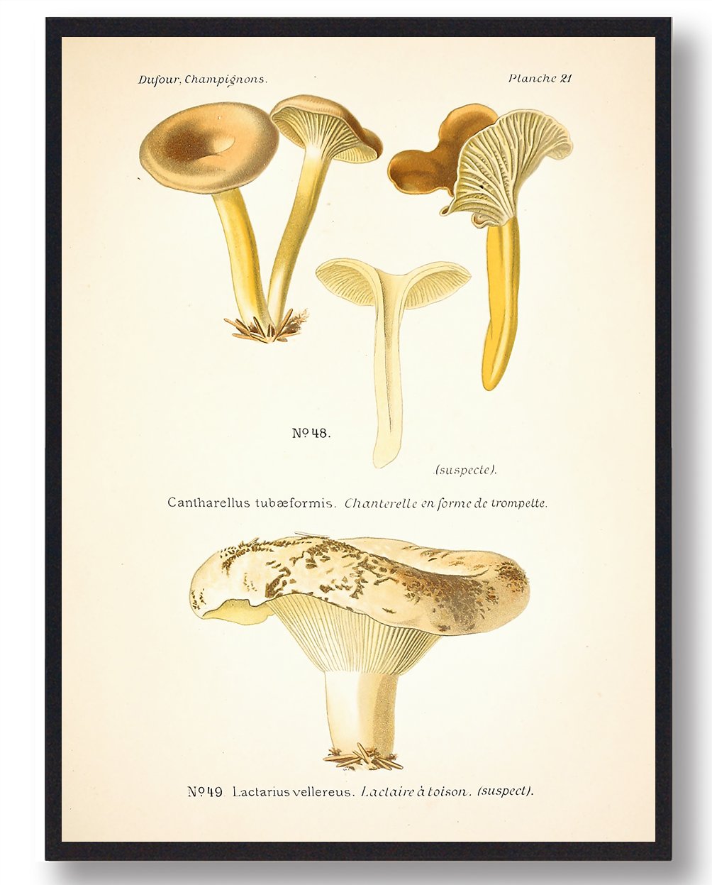 Hvidfiltet Mælkehat Svampe Plakat  Størrelse:   21x29 7cm  A4