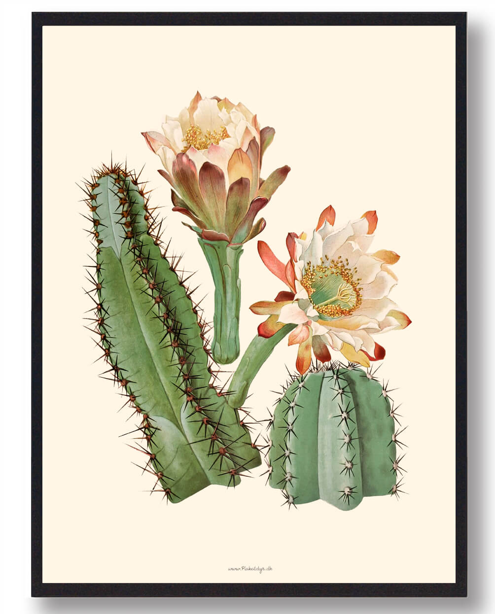 Kaktus Plakat  Størrelse:   15x21cm  A5