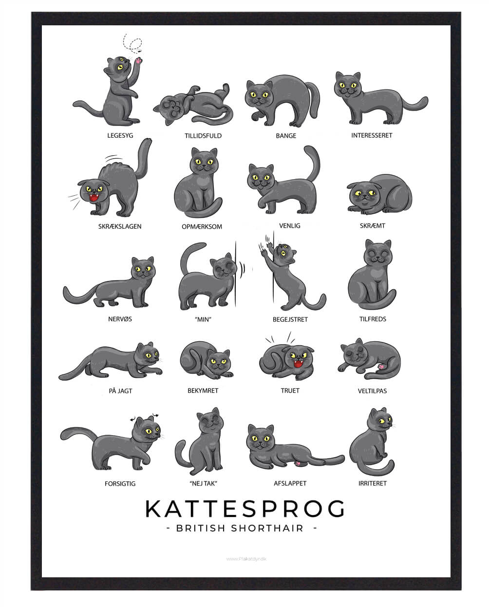 Kattesprog British Shorthair Plakat  Størrelse:   21x29 7cm  A4