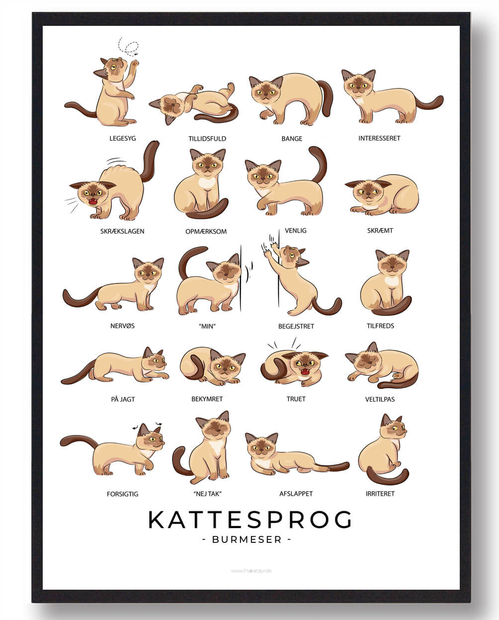 Kattesprog Burmeser Katte Plakat  Størrelse:   21x29 7cm  A4