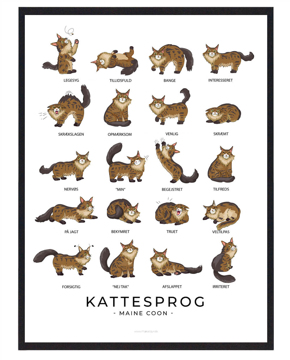 Kattesprog Maine Coon Plakat  Størrelse:   21x29 7cm  A4