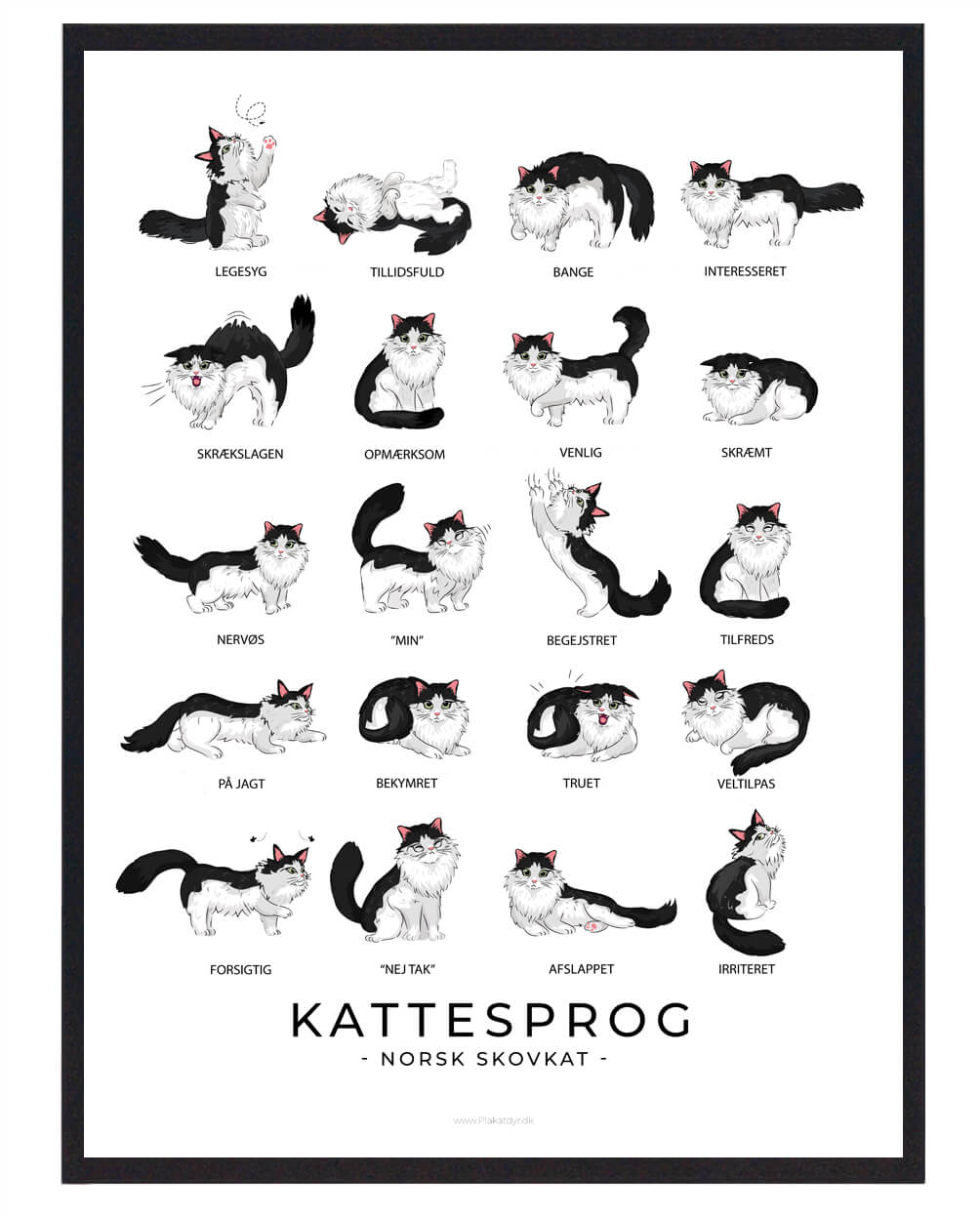 Kattesprog Norsk Skovkat Plakat  Størrelse:   21x29 7cm  A4