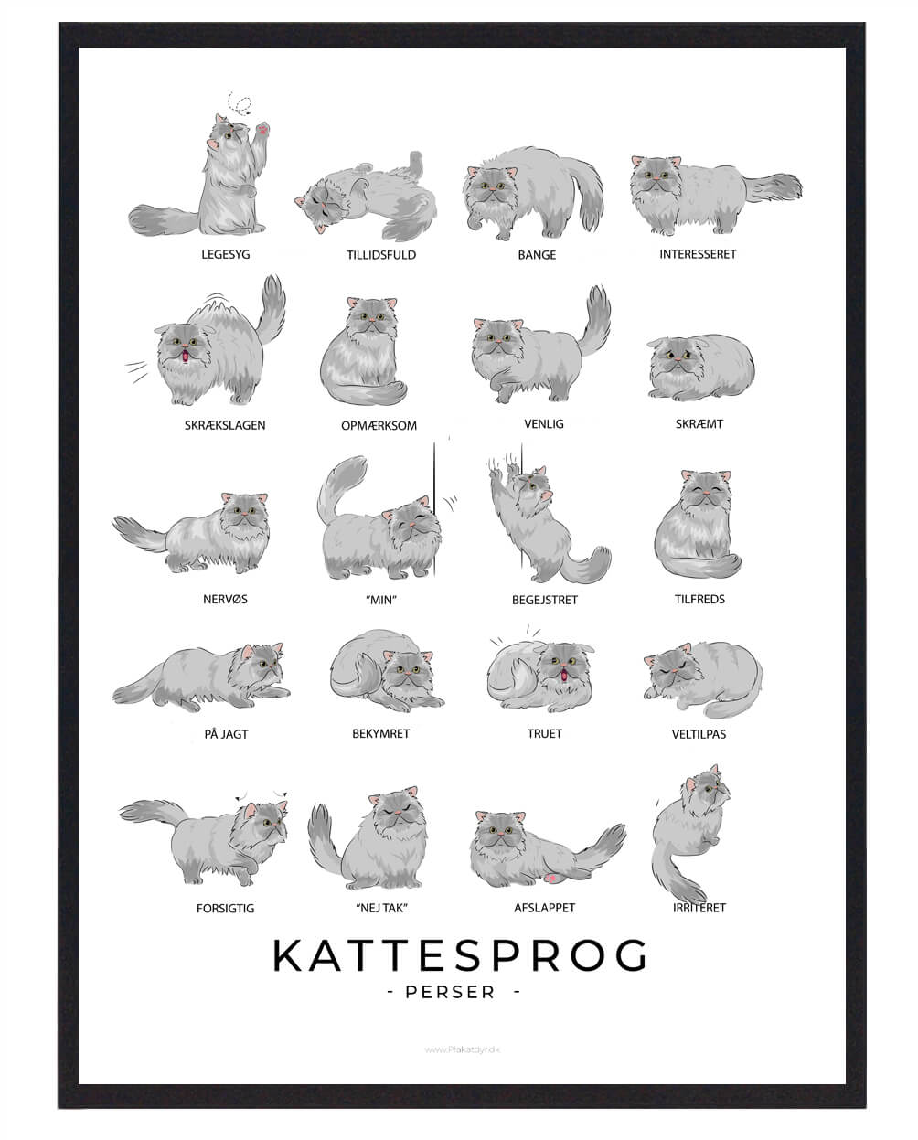 Kattesprog Perser Kat Grå Plakat  Størrelse:   21x29 7cm  A4