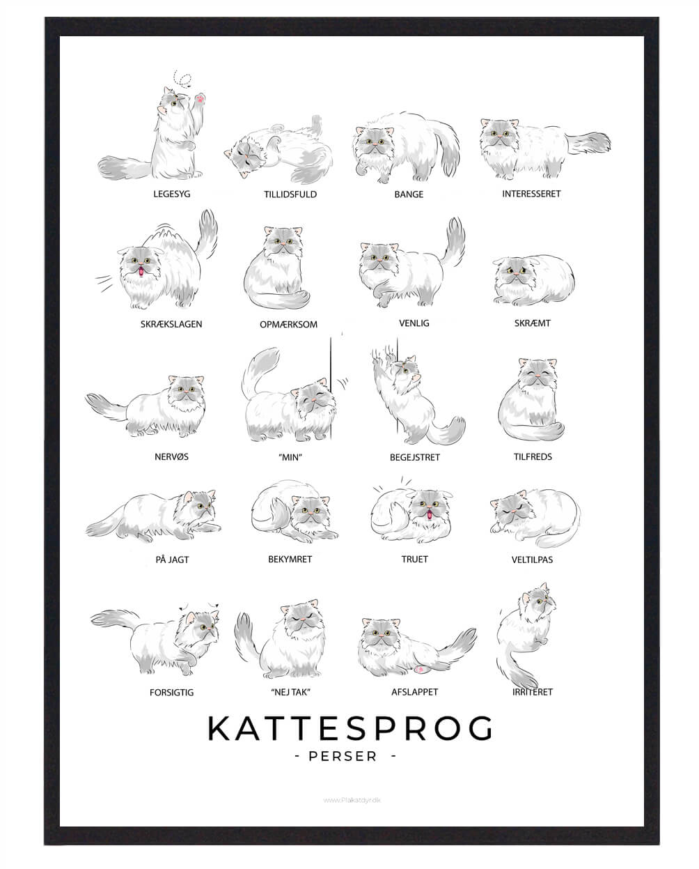 Kattesprog Perser Kat Hvid Plakat  Størrelse:   21x29 7cm  A4