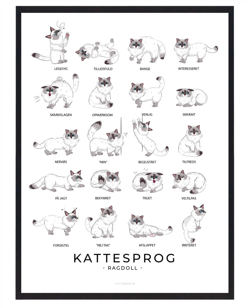 Kattesprog Ragdoll Katte Plakat  Størrelse:   21x29 7cm  A4