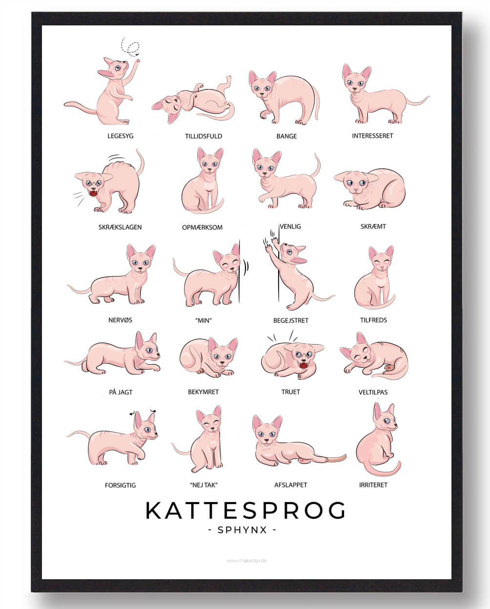 Kattesprog Sphynx Katte Plakat  Størrelse:   21x29 7cm  A4