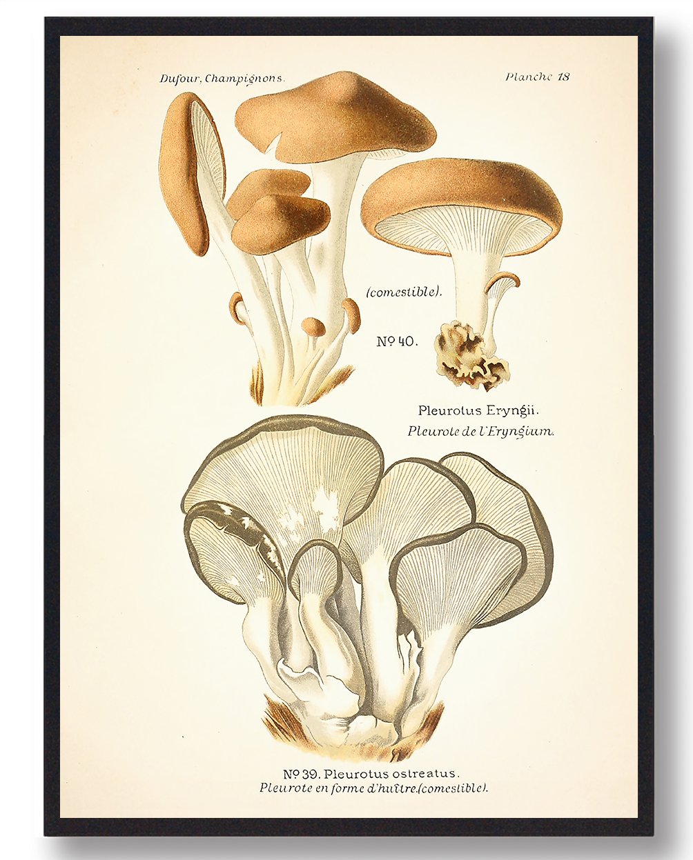 Kejserhat Svampe Plakat  Størrelse:   21x29 7cm  A4