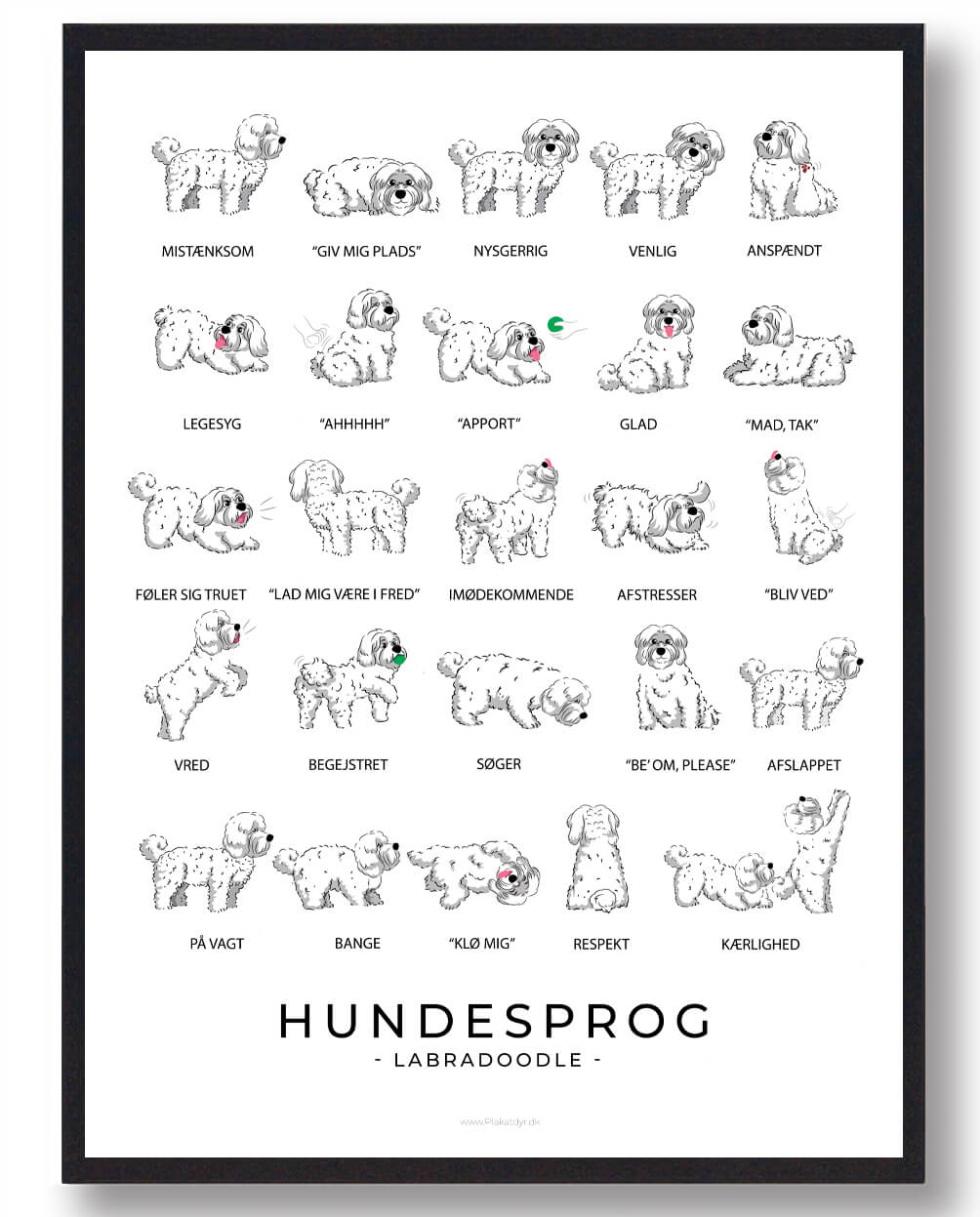 Labradoodle Hvid Hundesprog Plakat  Størrelse:   21x29 7cm  A4