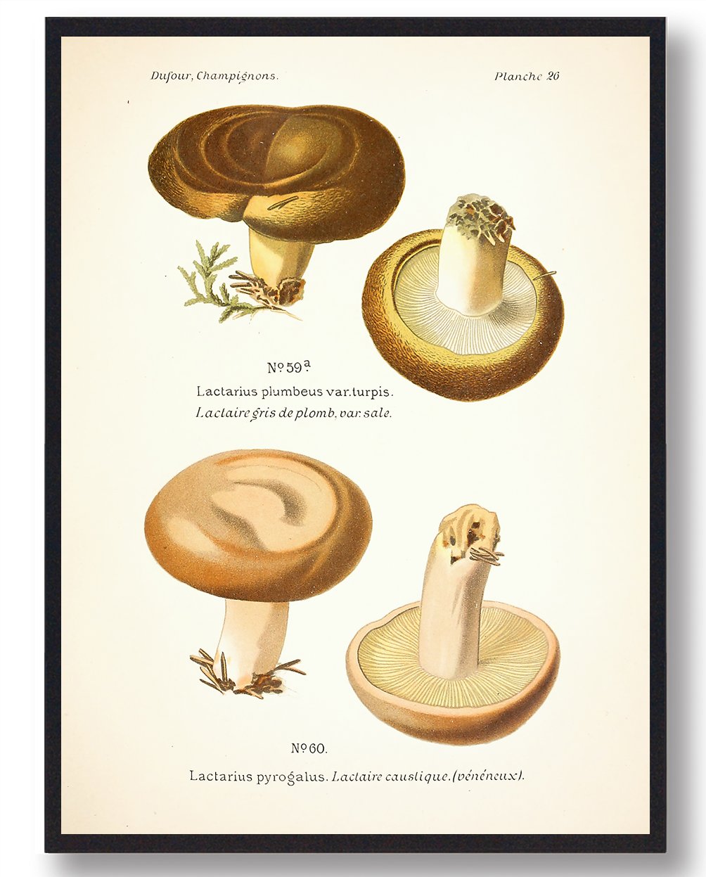 Manddraber Mælkehat Svampe Plakat  Størrelse:   21x29 7cm  A4