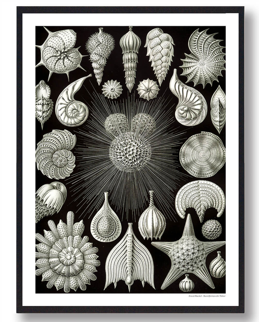 Natur   Plakat  Størrelse:   21x29 7cm  A4
