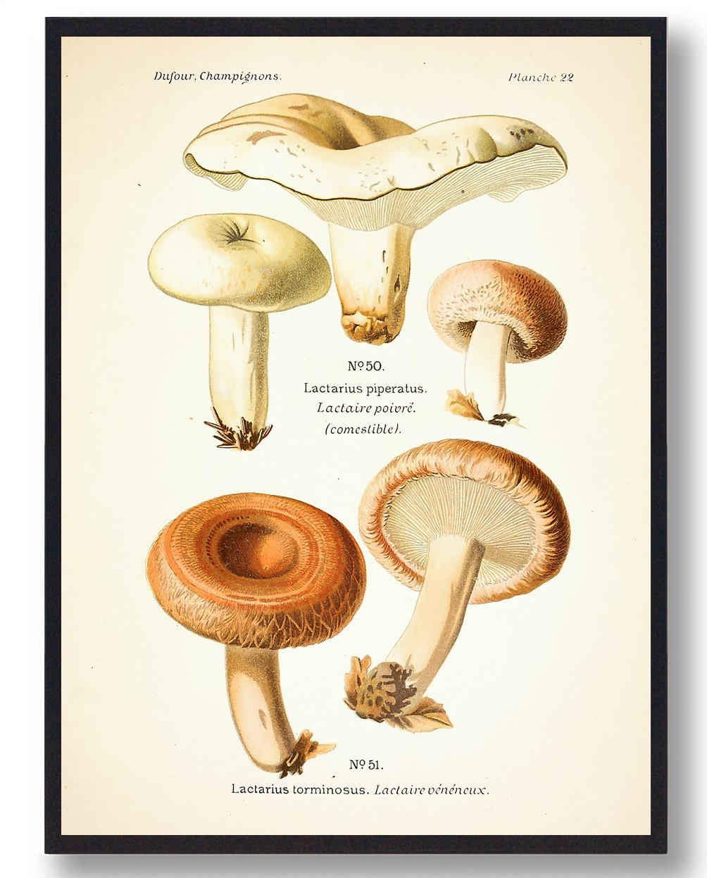 Peber Mælkehat Svampe Plakat  Størrelse:   21x29 7cm  A4