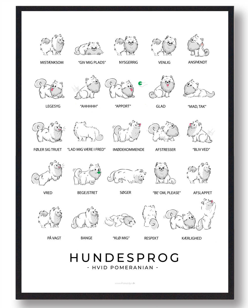 Pomeranian Hvid Hundesprog Plakat  Størrelse:   21x29 7cm  A4