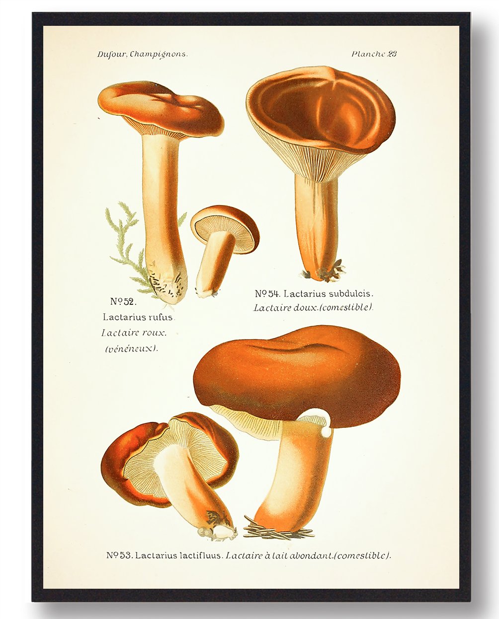 Rødbrun Mælkehat Svampe Plakat  Størrelse:   21x29 7cm  A4