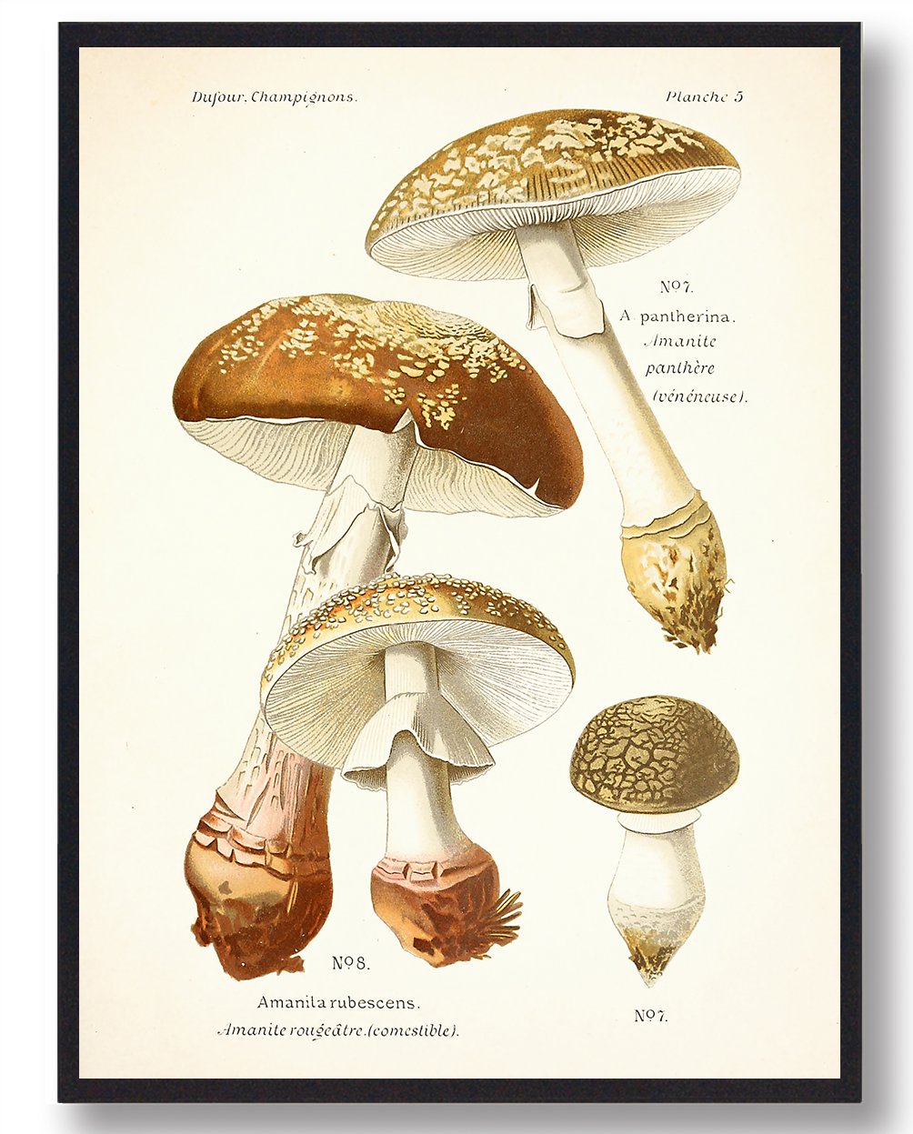 Rødmende Fluesvamp Svampe Plakat  Størrelse:   21x29 7cm  A4