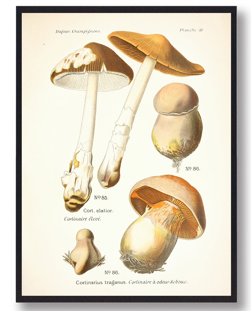 Safrankødet Slørhat Svampe Plakat  Størrelse:   21x29 7cm  A4
