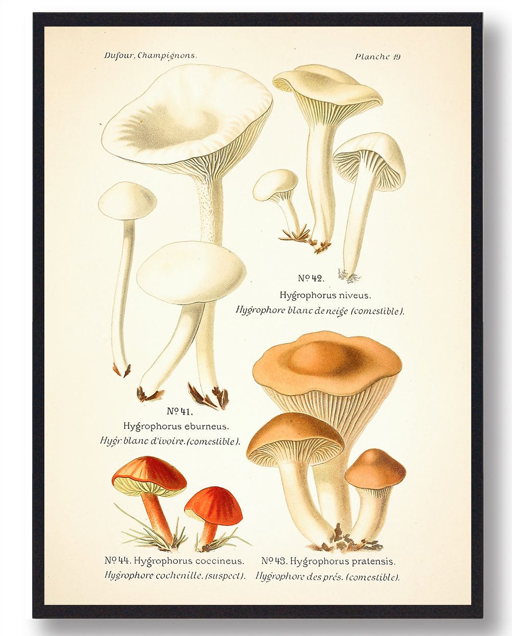 Snehvid Vokshat Svampe Plakat  Størrelse:   21x29 7cm  A4
