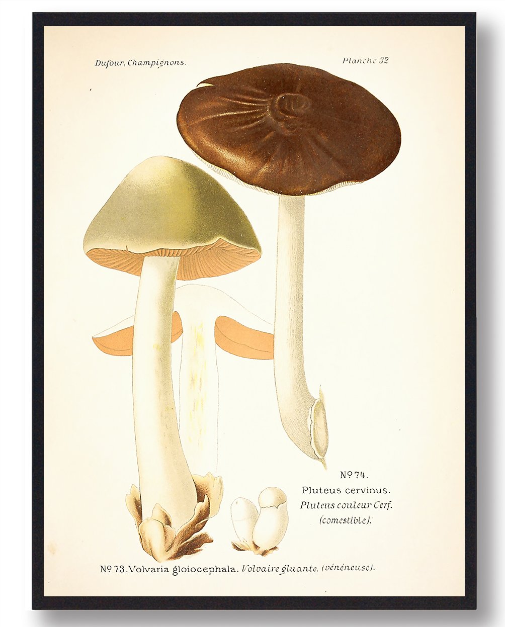 Sodfarvet Skærmhat Svampe Plakat  Størrelse:   21x29 7cm  A4