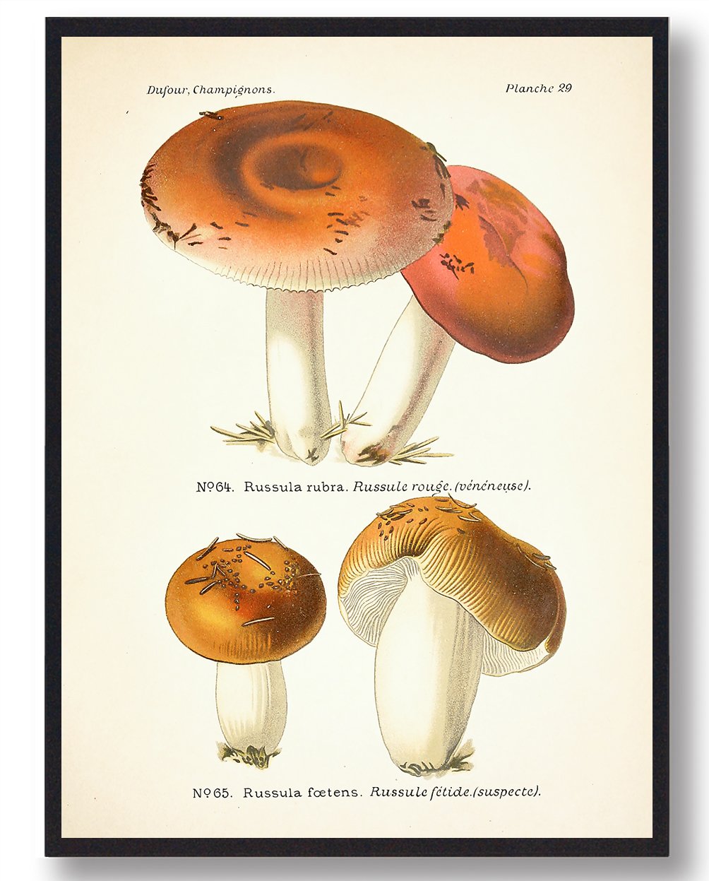 Stinkende Skørhat Svampe Plakat  Størrelse:   21x29 7cm  A4