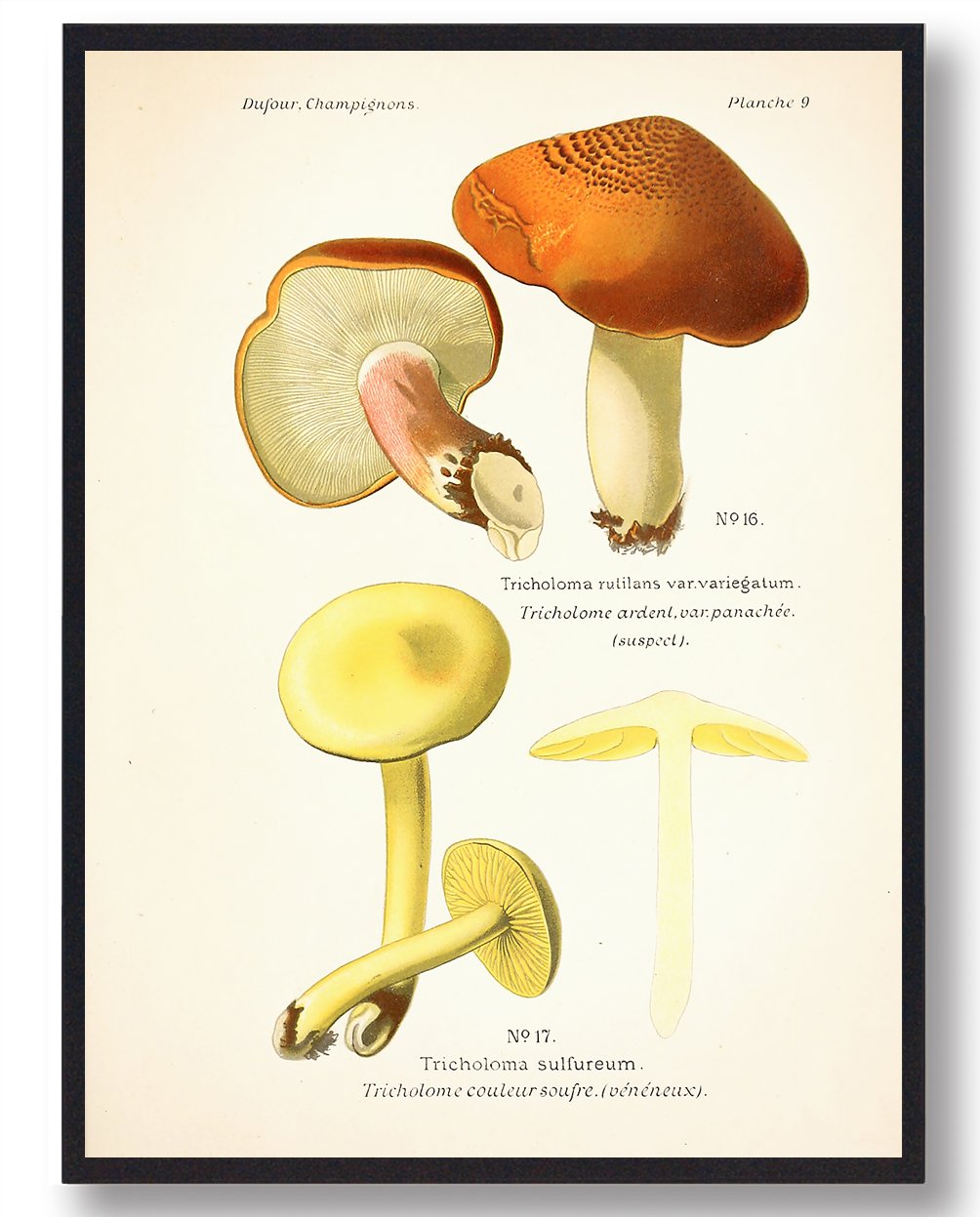 Svovl-ridderhat Svampe Plakat  Størrelse:   21x29 7cm  A4