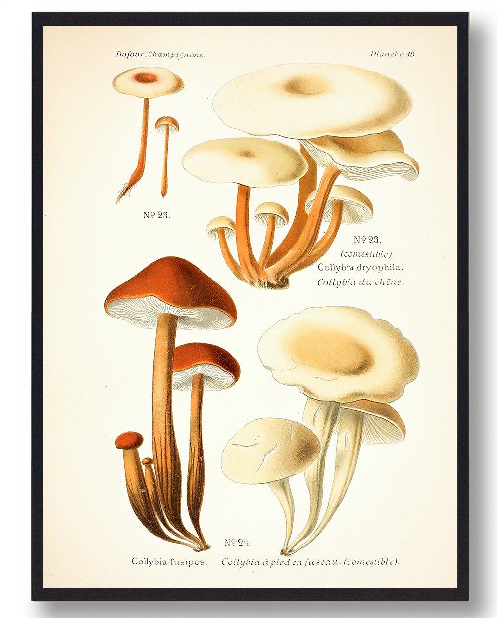Tenstokket Fladhat Svampe Plakat  Størrelse:   21x29 7cm  A4
