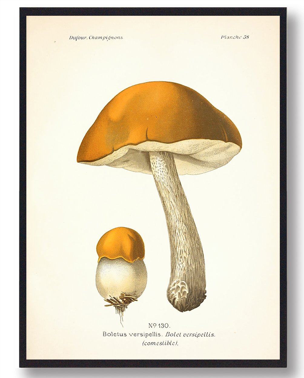 Versipellis Svampe Plakat  Størrelse:   21x29 7cm  A4